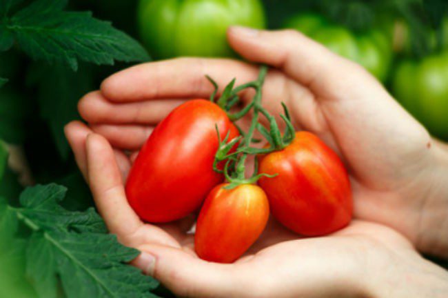 tomater som holdes av to hender.Foto