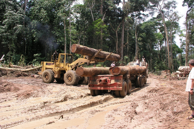 Hogst av tropisk tømmer i regnskogen.foto
